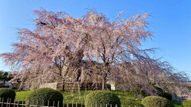 春休み　穴場旅行　札幌　しだれ桜