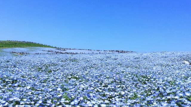 春休み　穴場旅行　関東　ネモフィラ