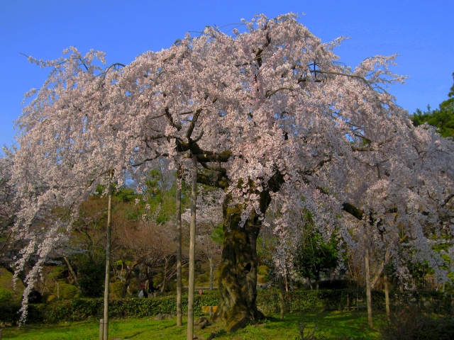 春休み　穴場旅行　北海道　しだれ桜
