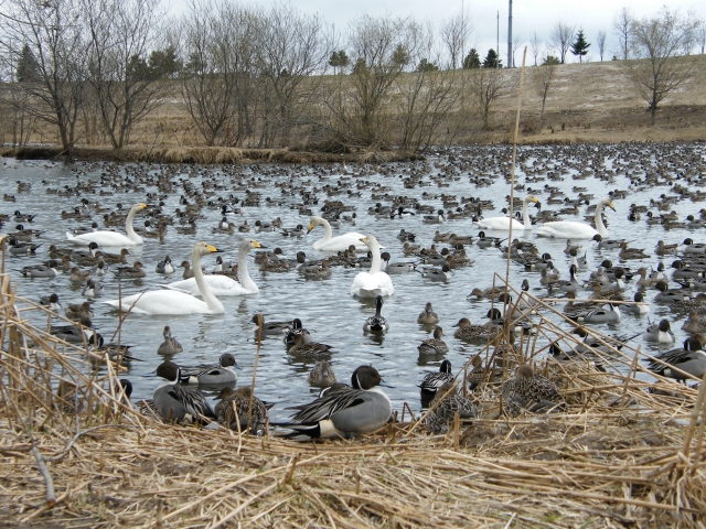 北海道白鳥飛来