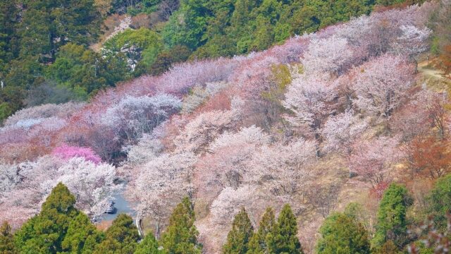 春休み　穴場旅行　吉野山