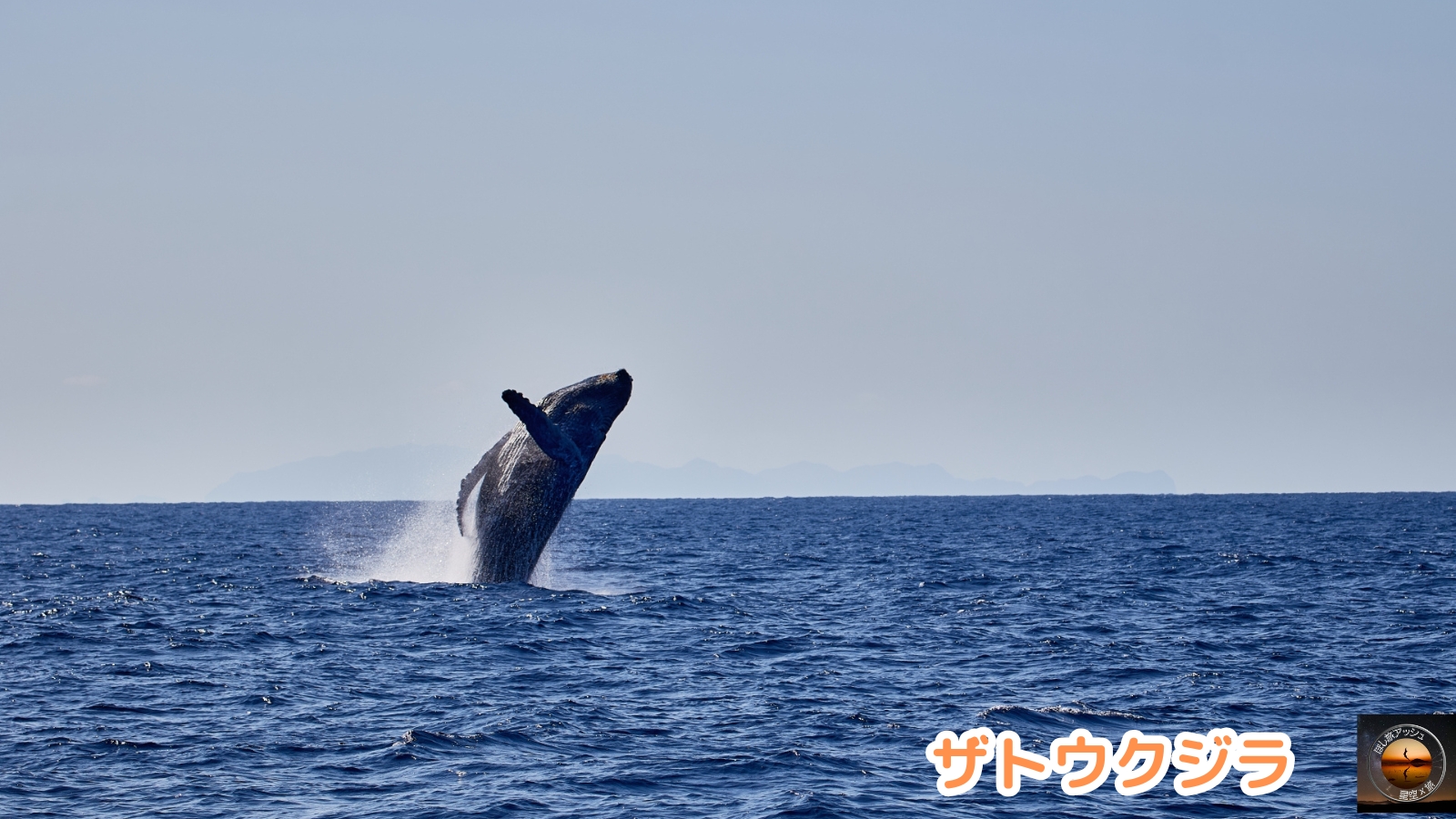 夏の北海道でしかできないこと10選!大自然を満喫する旅|ザトウクジラ