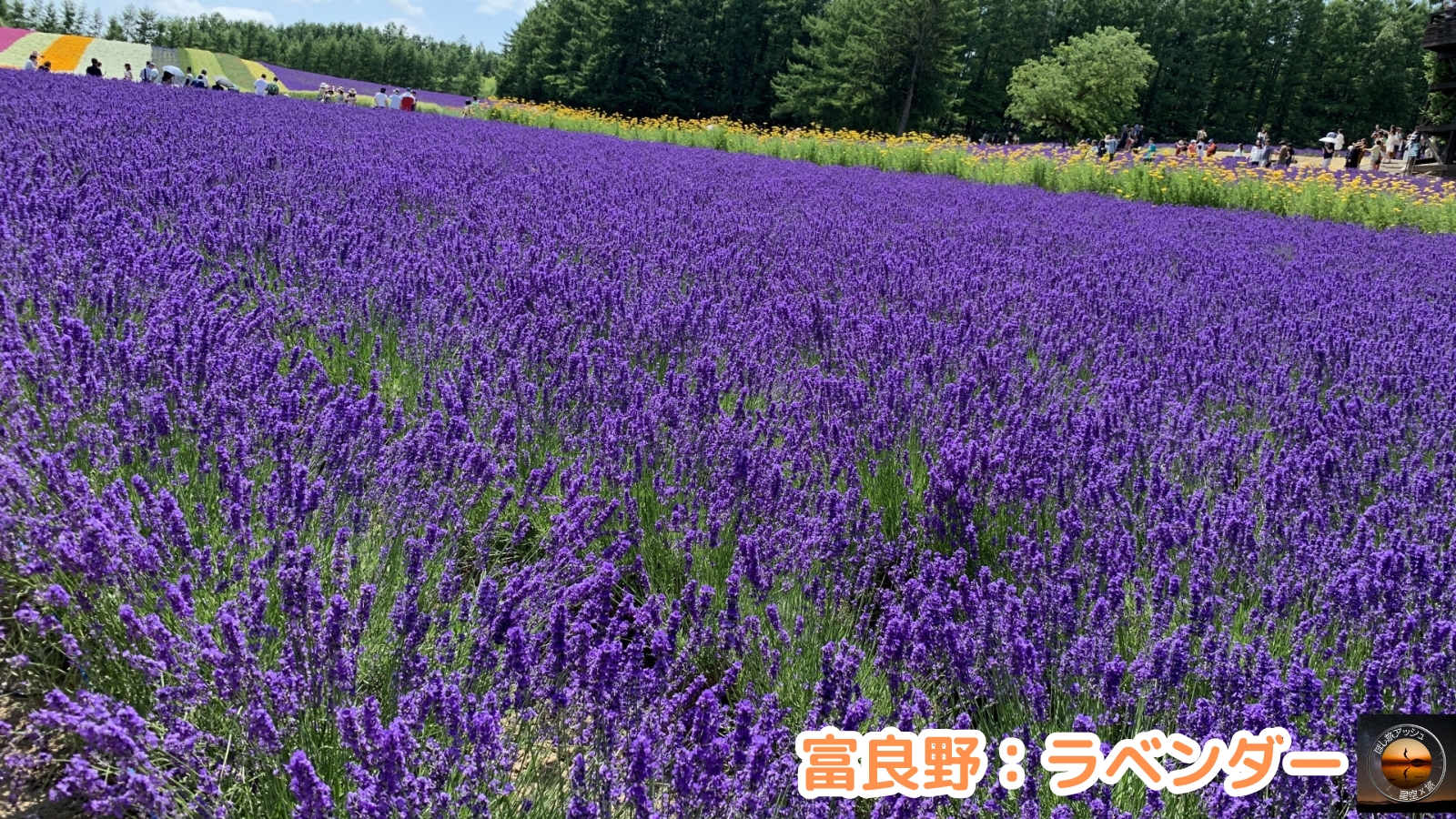 夏の北海道でしかできないこと10選!大自然を満喫する旅|富良野のラベンダー