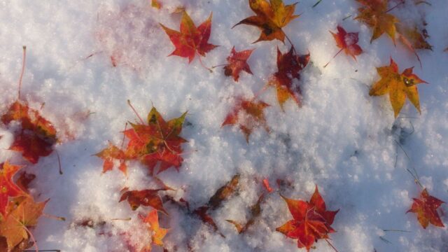 然別湖ネイチャーセンター雪と紅葉