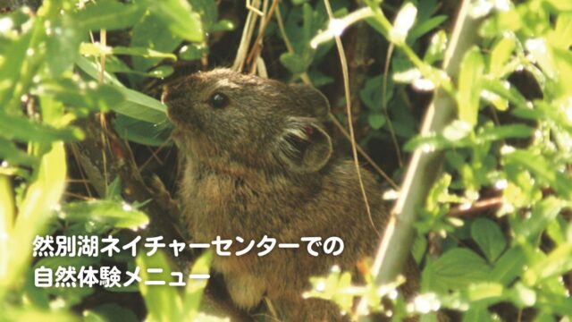 然別湖ナキウサギ
