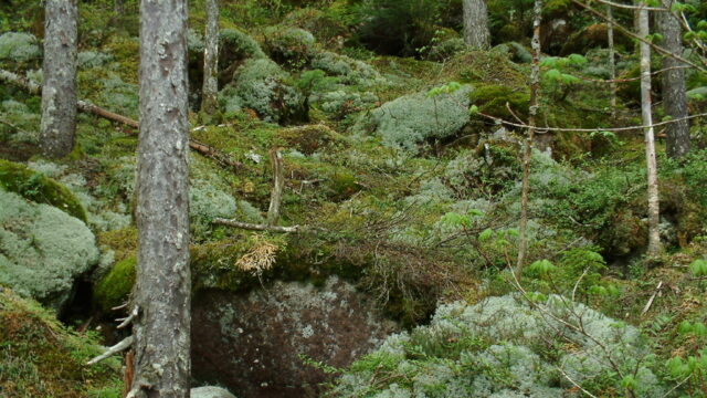 然別湖ネイチャーセンター苔の森