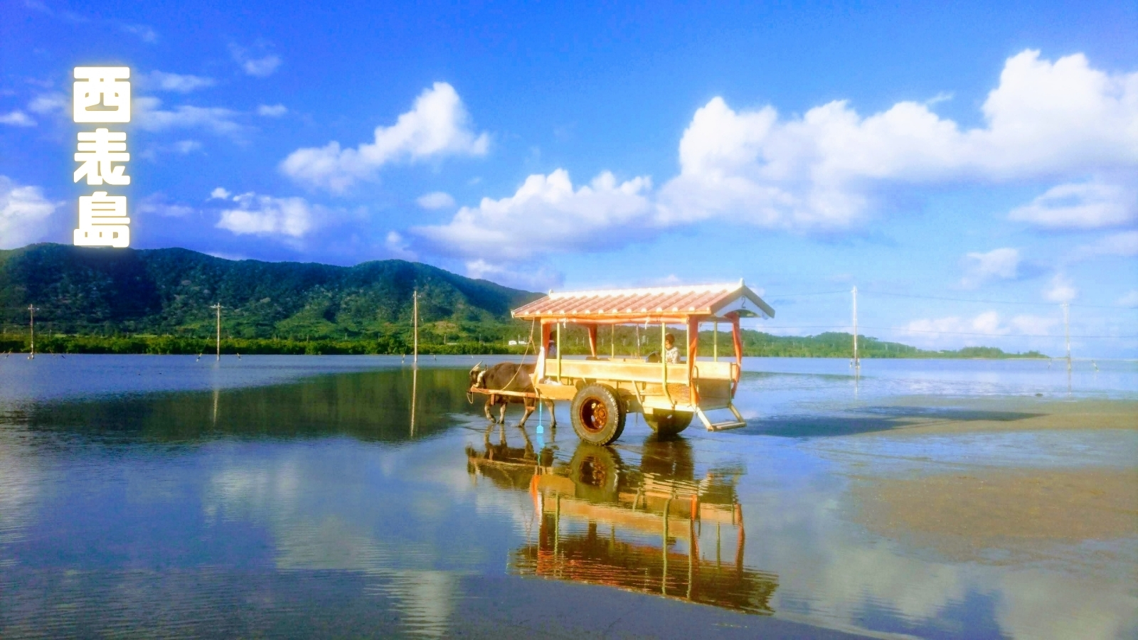 西表島の水牛車