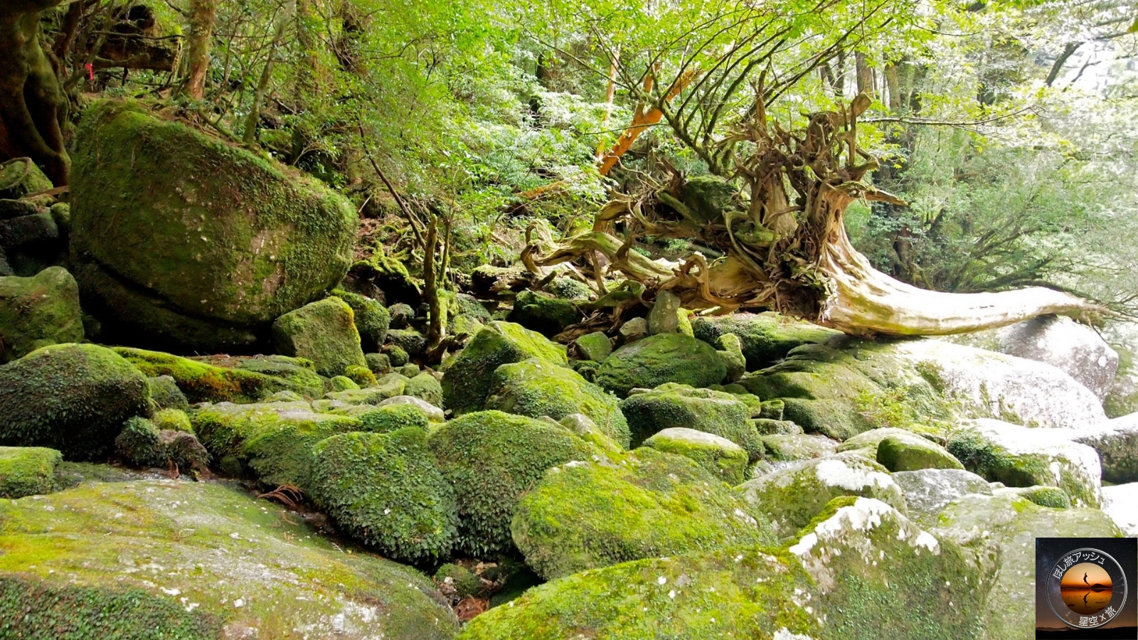 世界自然遺産で満天の星空をみよう屋久島(鹿児島県)